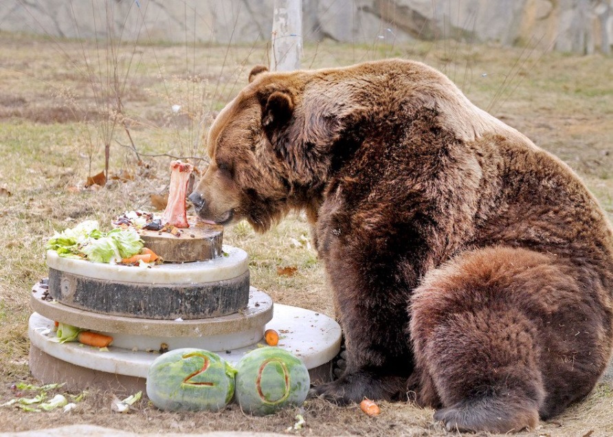Медведь с днем рождения картинки. С днем рождения медведь. Медвежий день рождения. Медведь кушает. Медведь ест.
